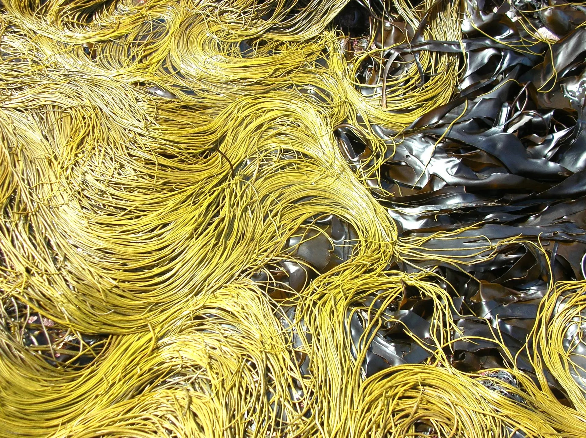 Alghe? Si anche per la tavola